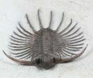 Unidentified Lichid Trilobite From Jorf - Very Rare #48638-3
